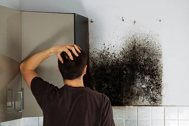 Best Mold Damage Repair  in Prince Frederick, MD