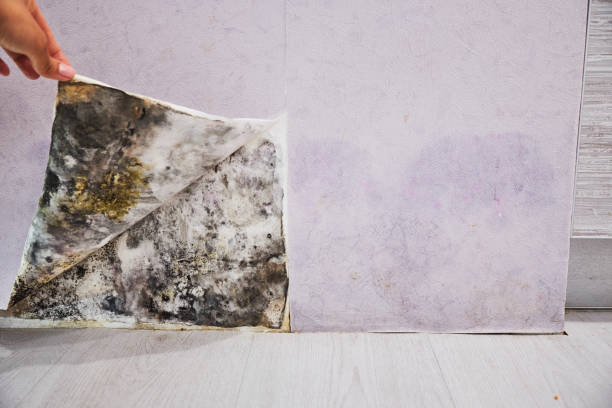 Trusted Prince Frederick, MD Mold Removal Experts